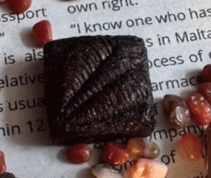 Fossil Museum - Aged Fossil Hand Carved Paleontology Creative Personalised Keycaps